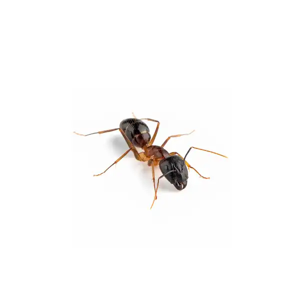 Pavement Ant