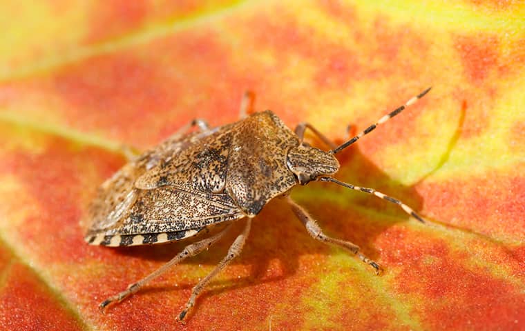 Brown marmorated stink bug with distinctive banded antennae on a vibrant autumn leaf in Athens Georgia