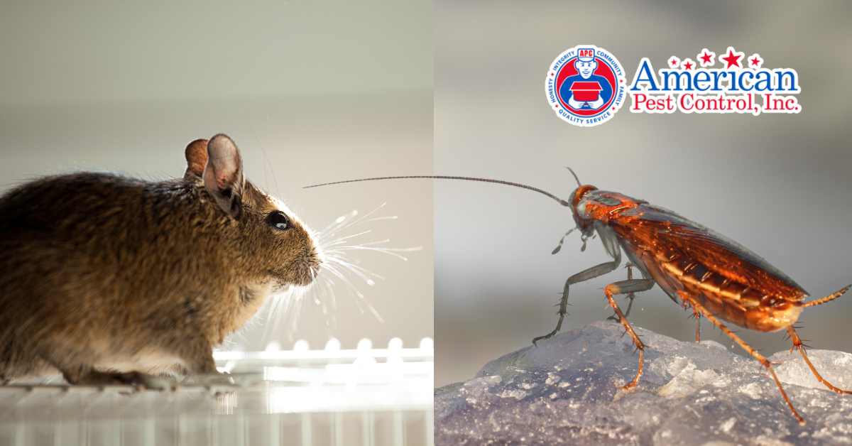 Don’t Wait Til Winter: Early Inspections for Rodents & Cockroaches