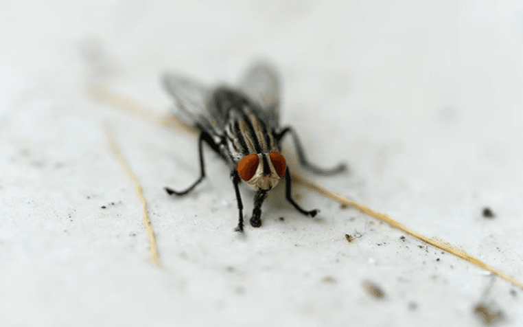 Effective Fly Control Solutions For Commercial Spaces In Hartwell: A Comprehensive Guide