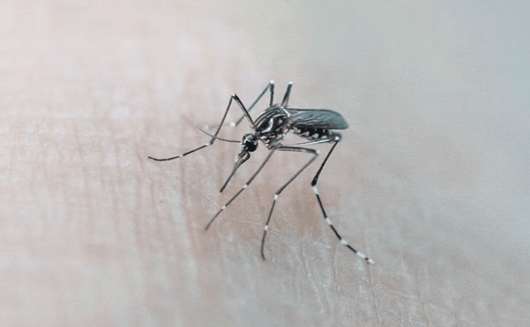 Effective Mosquito And Tick Control Services: Protect Your Home And Family In Toccoa