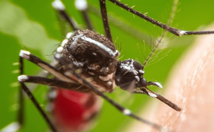 In The Line Of Bite: Protecting Yourself Against Mosquitoes In Toccoa
