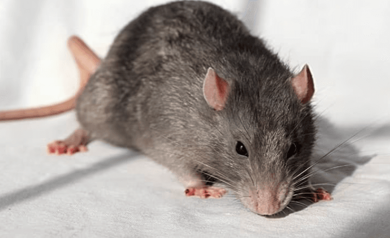 Rodent Control 101: Essential Tips For Keeping Your Franklin Home Safe