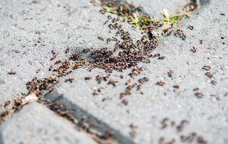 How To Protect Your Winder Home From Ants