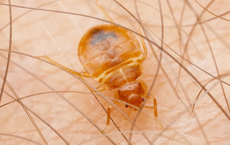 Tips Clayton Residents Can Use To Avoid Bed Bugs
