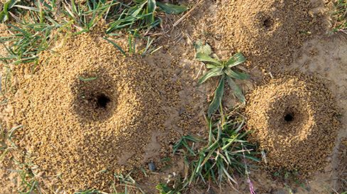 Large ant hills in a grassy yard
