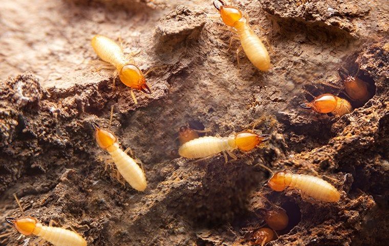 Deader Than Dead Tour Tackles the Termite Threat in Athens