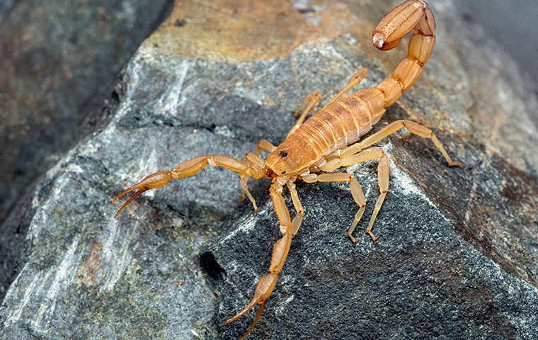Scorpions In Washington, GA: A Comprehensive Prevention And Control Guide