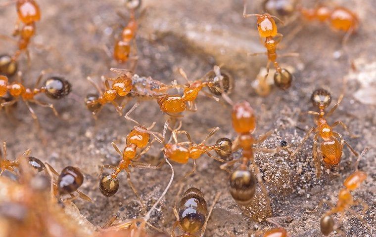 How Can I Reduce My Risk For Ant Bites In Athens?