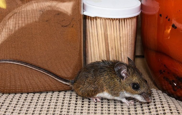 The Best Way To Keep Rodents In Greensboro Out Of Your Home