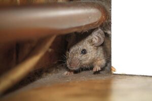 Small brown house mouse peeking out from behind a wooden structure in Athens Georgia