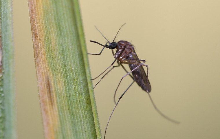 How To Keep Dangerous Mosquitoes Away From Your Clayton Home