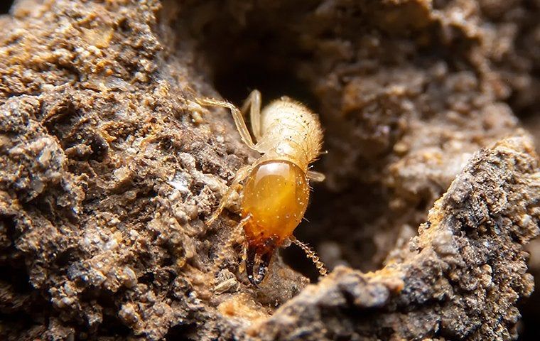 Why Every Washington Homeowner Needs Termite Protection