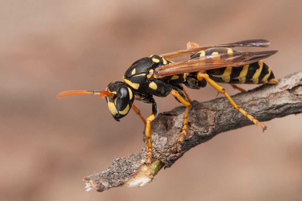 Wasps, Hornets & Yellowjackets: What’s the Difference?