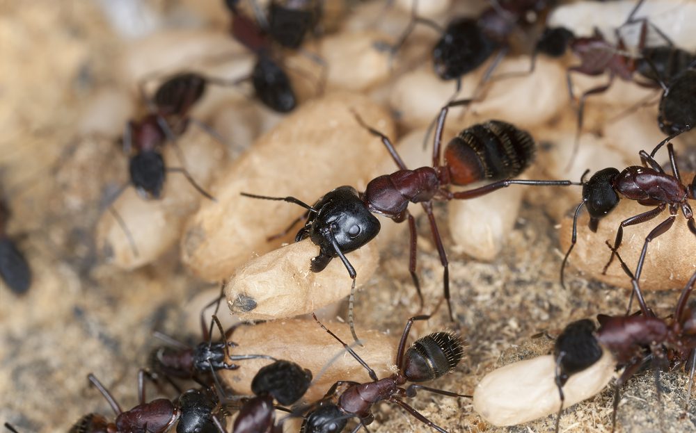 The Dangers of Carpenter Ants in Spring
