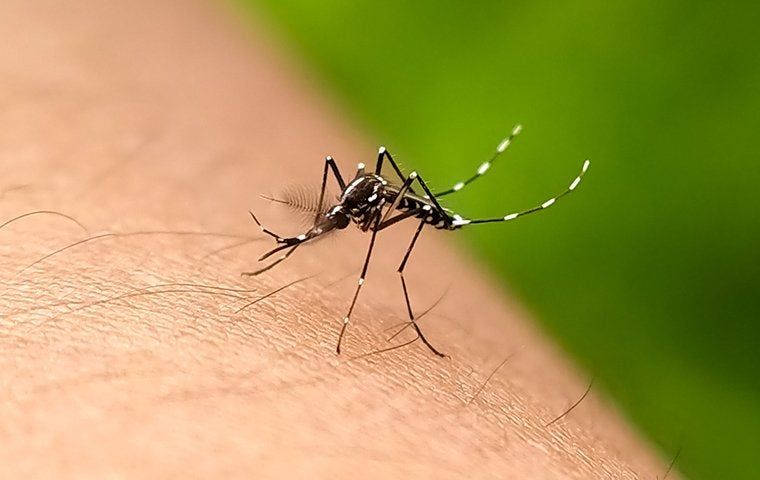 Why Are Mosquitoes Worse After Rain In Your Yard?