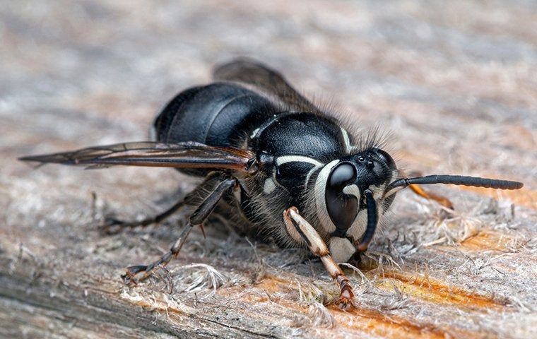 Are You Struggling To Deal With Bald-Faced Hornets In Franklin?