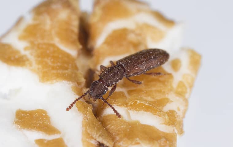 Can Sawtoothed Grain Beetles Cause Damage In Your Kitchen?