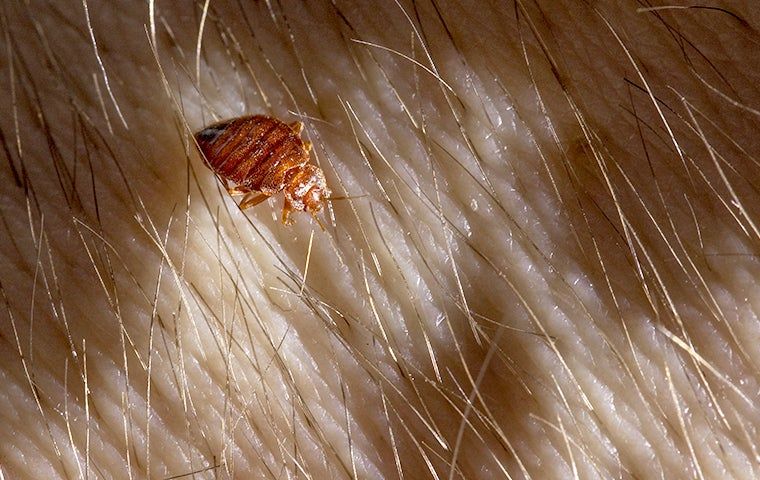 Bed Bug Control In Greensboro: Essential Steps For Elimination