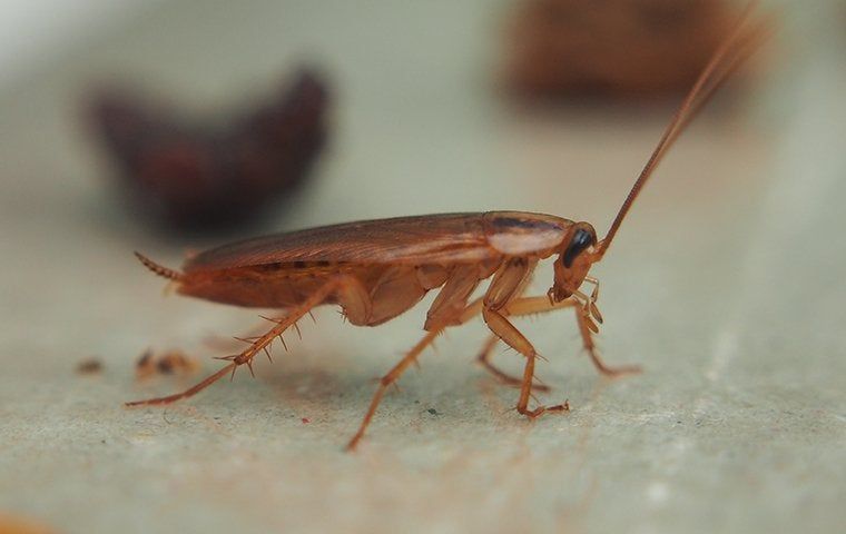 Roach Removal 101: What It Takes To Eliminate An Infestation In Your Social Circle Home