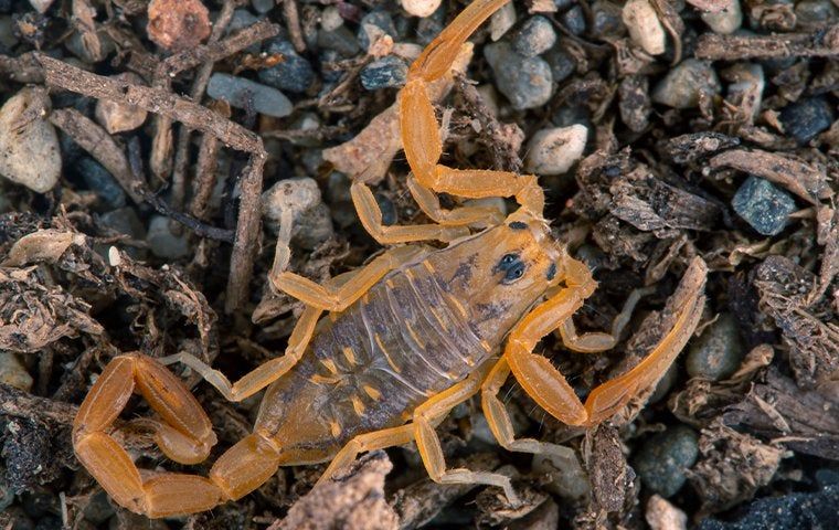 Stop Scorpions In Their Tracks: Top Techniques For Control For Hartwell Properties