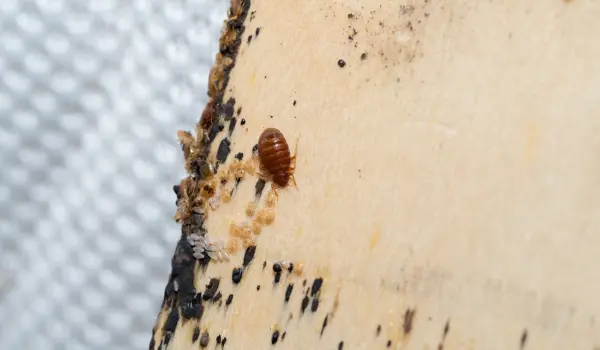 Closeup of a bed bug in an Athens, GA hotel. Contact American Pest Control, Inc. for your commercial bed bug control needs.