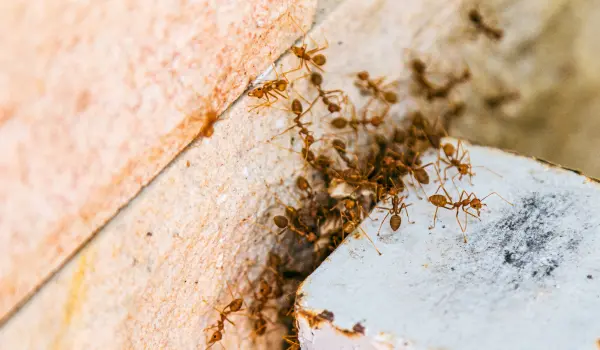 Closeup of fire ants outside an Athens, GA business. Contact American Pest Control, Inc. for your commercial fire ant control needs.
