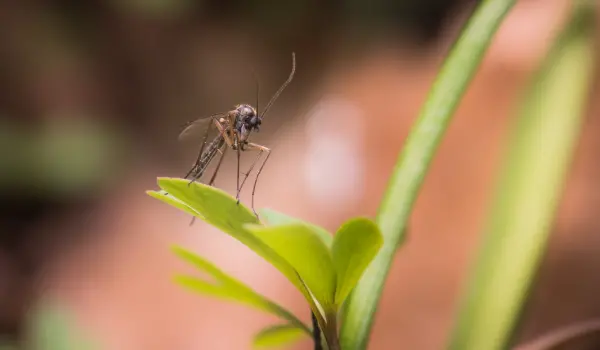 Closeup of a mosquito on a leaf. Contact American Pest Control, Inc. for your commercial mosquito control needs.