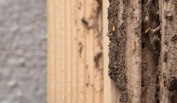 Closeup of termites in an Athens, GA business. Contact American Pest Control, Inc. for your commercial termite control needs.