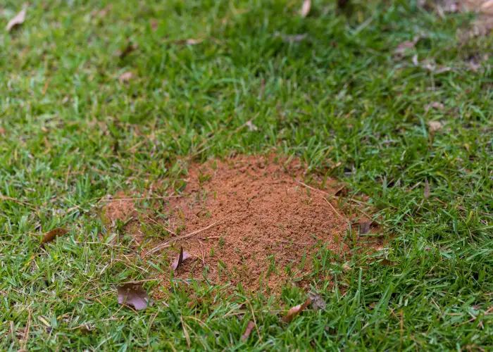 Fire ant mound in the grass of a business in Athens, GA. Dirt mounds are a common sign of fire ants.