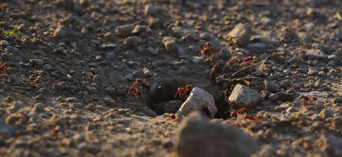 Fire ants crawling in gravel outside of a business in Athens, GA. Open areas with ample sun are ideal environments for fire ants.