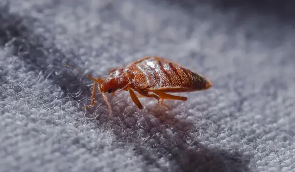 A bed bug on a blanket. American Pest Control, Inc. offers residential bed bug control in Athens, GA and the surrounding areas.