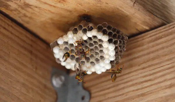 Hornet nest under a crossbeam of a home in Athens, GA.