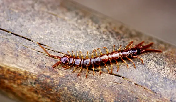 Centipede crawling on a hand rail of a home in Athens, GA