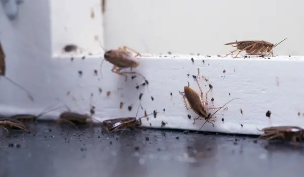 German cockroach infestation in an Athens, GA home