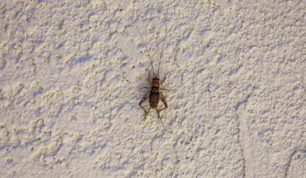 A Tropical House Cricket crawls on a stucco wall