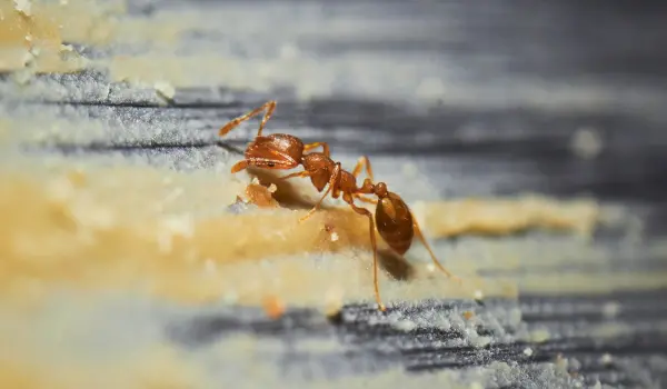 Close up of a Red Imported Fire Ant eating peanut butter