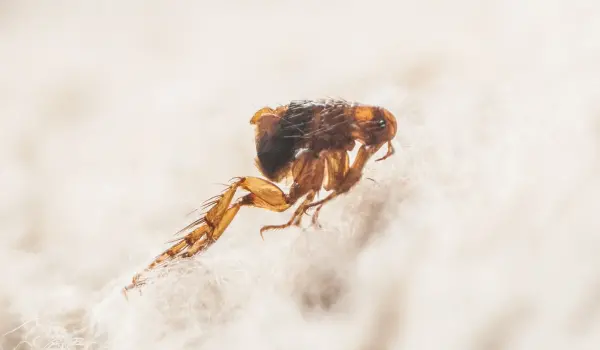 A closeup of a flea on a rug