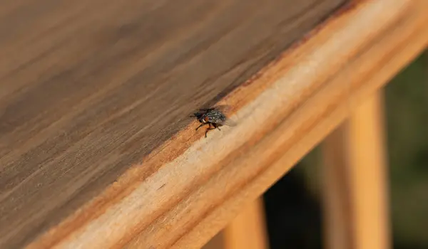 A flesh fly resting on a wooden table