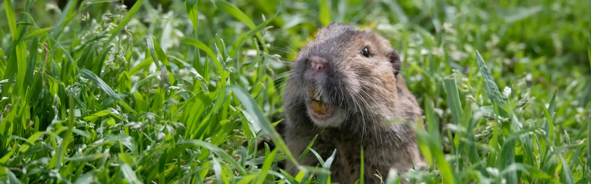 A gopher emerging from a hole in the yard of an Athens, GA yard. Contact American Pest Control, Inc. to get rid of gophers today!