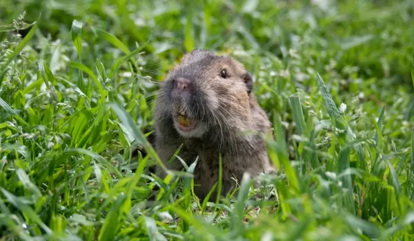 A gopher emerging from a hole in the yard of an Athens, GA yard