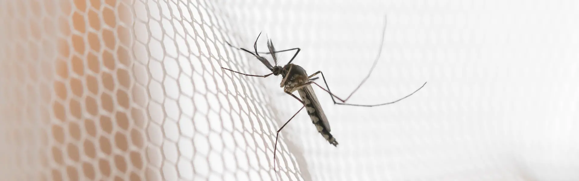 Mosquito resting on a white mesh net of an Athens, GA home. Contact American Pest Control, Inc. to get rid of mosquitoes today!