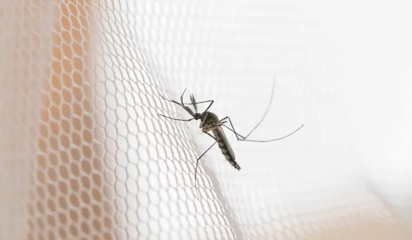 Mosquito resting on a white mesh net