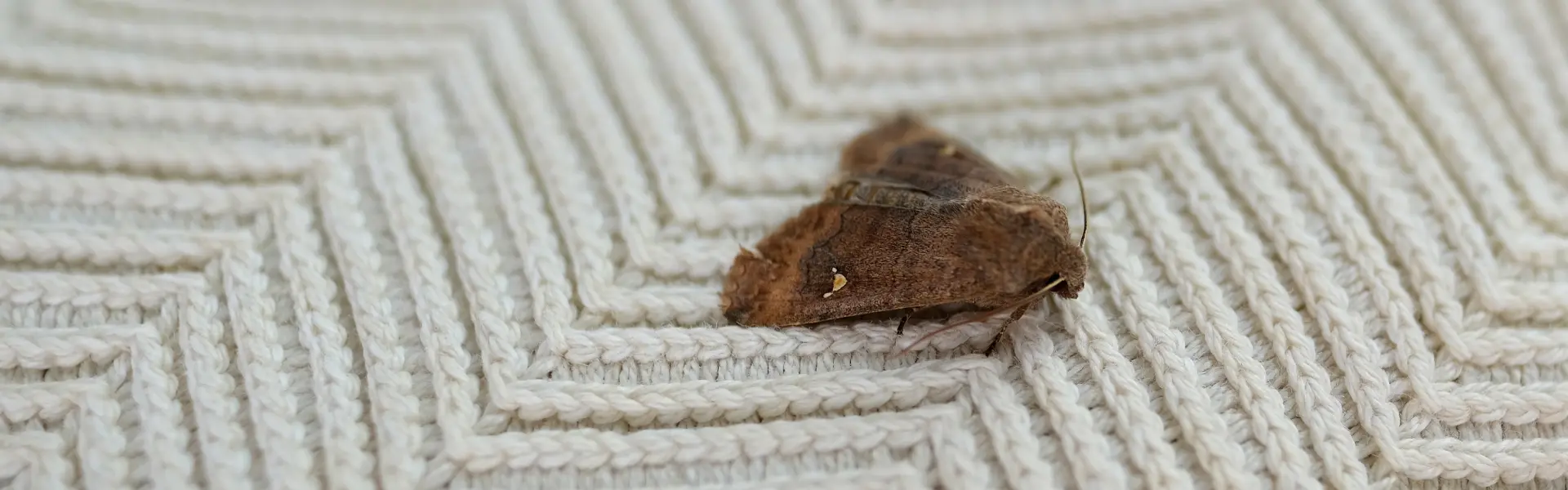 A moth rests on a knitted garment. Contact American Pest Control, Inc. to get rid of moths from your Athens, GA home.