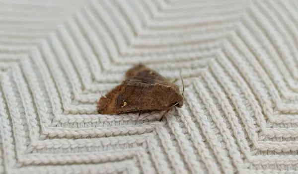 A moth rests on a knitted garment