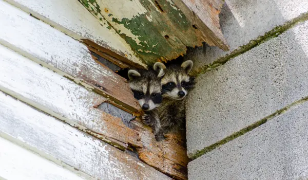 Raccoons wedged into an opening of a home in Athens, GA