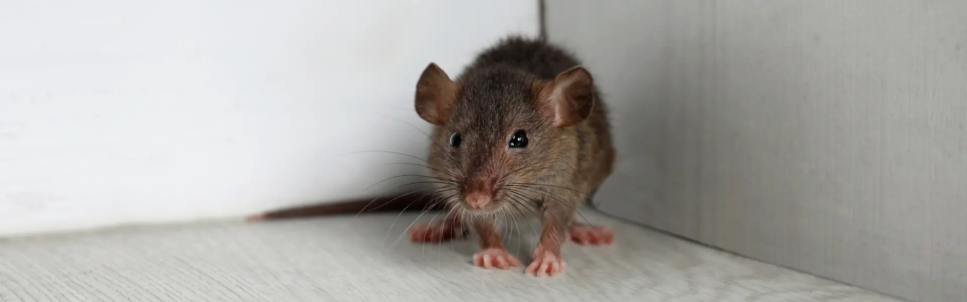 A brown rat in the corner of a room in Athens, GA. Contact American Pest Control, Inc. to get rid of rodents from your property today!