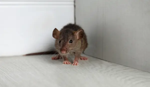 A brown rodent in an Athens, GA home