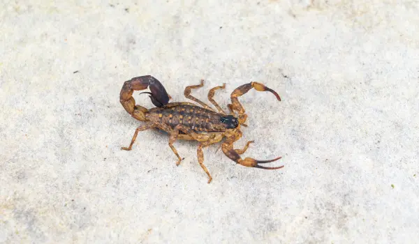 A closeup of a striped bark scorpion in Athens, GA