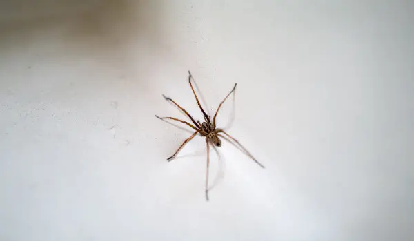 A giant house spider in a sink